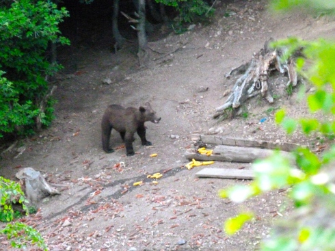 Bear Tracking in Romania www.untravelledpaths.com