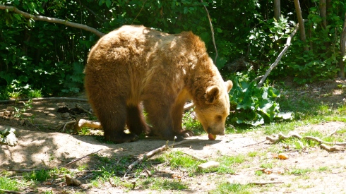 Bear Tracking in Romania www.untravelledpaths.com